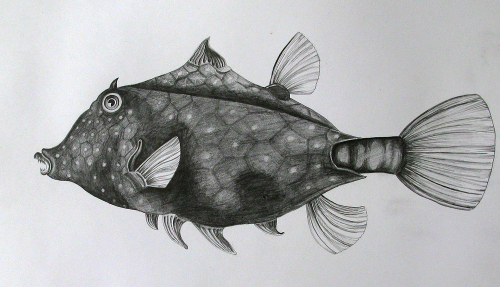 fish, pencil 2h, 2b, 4b