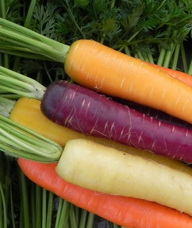 multicoloured carrots