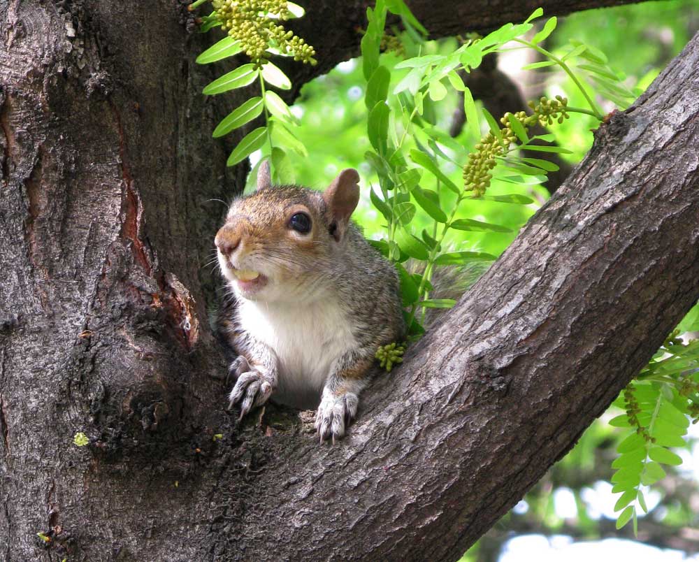 DC squirrel