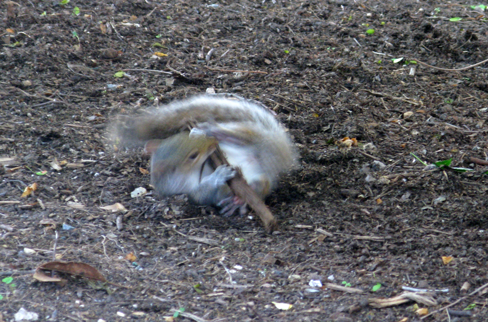 squirrel playing with stick