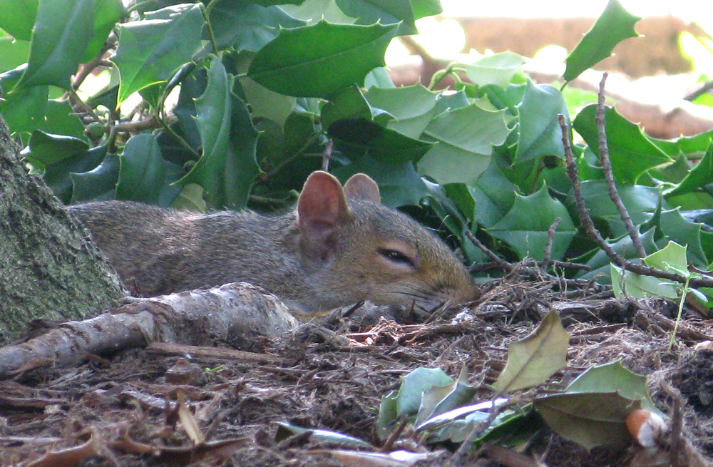 sleepy DC squirrel