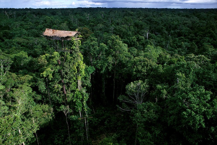 The tree house dwellers of Papua