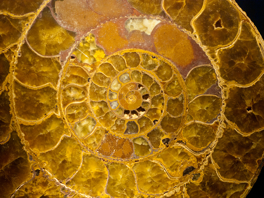 Gorgeous ammonites