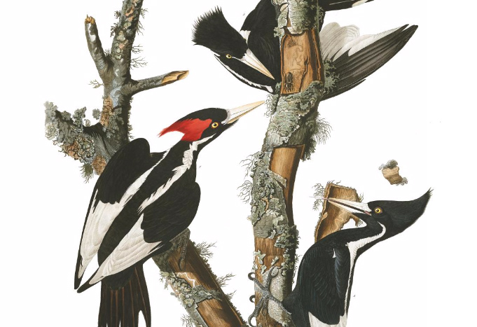 Audubon's birds, up for grabs
