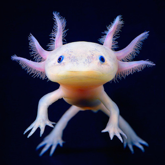 Axolotl – the salamander that never is