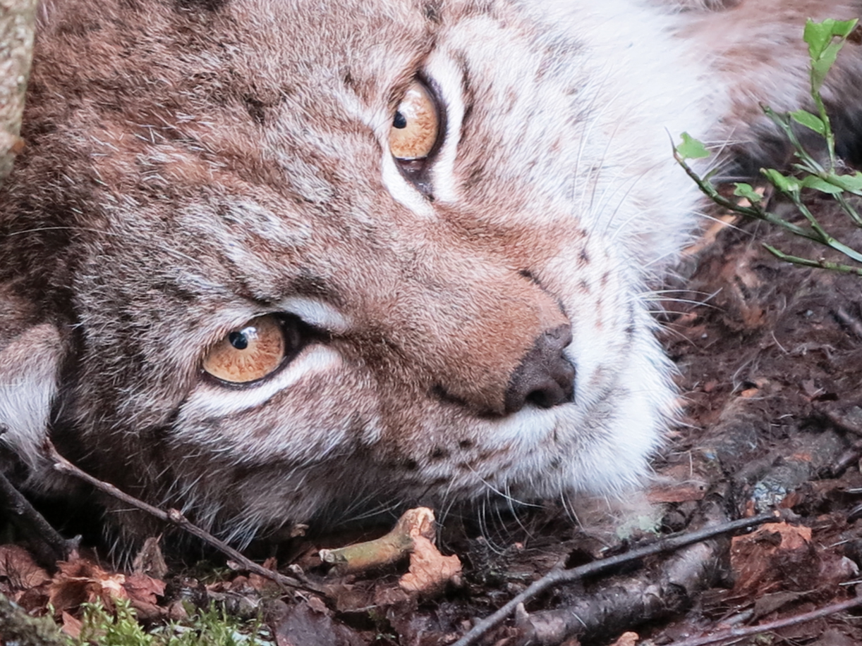 Walking with cats: Eurasian lynx